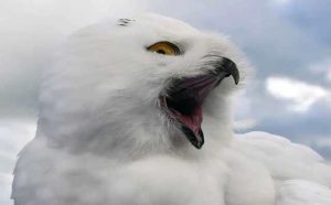 Rêver de tuer un hibou blanc