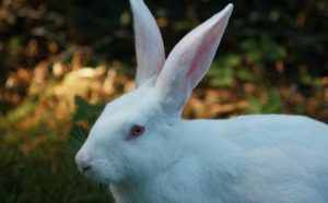 Rêver de tuer un lapin blanc