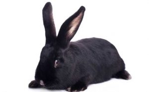 Rêver de tuer un lapin noir