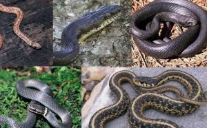 Pourquoi rêver d'avoir des serpents dans la maison?