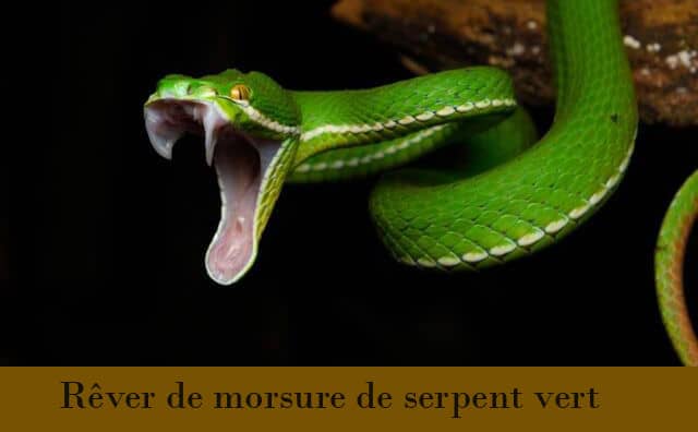 Pourquoi rêver de morsure de serpent vert ?