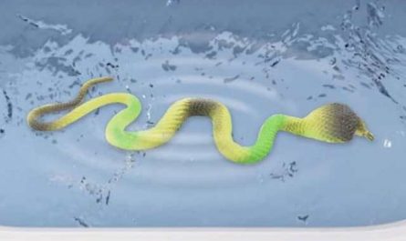 Rêver de serpent vert dans l'eau : Signification & interprétation
