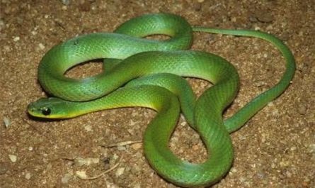 Pourquoi rêver de serpent vert dans sa maison ?