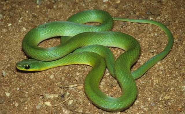 Pourquoi rêver de serpent vert dans sa maison ?