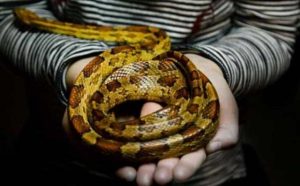 Pourquoi rêver de tuer des serpents dans la maison?