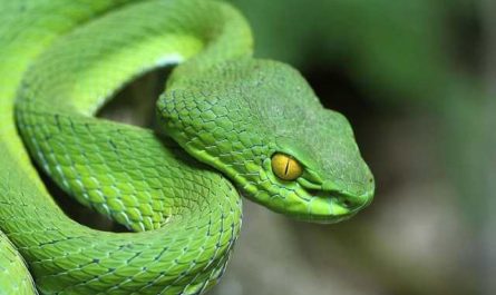 Pourquoi rêver d'avoir un serpent vert ?