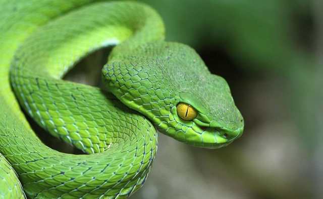 Rêver d’avoir un serpent vert