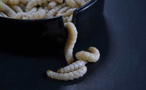 Pourquoi rêver d'une boite remplie de vers blancs ?