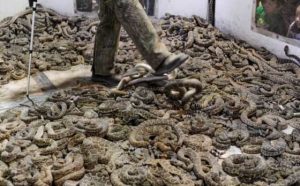 Pourquoi rêver de marcher sur des serpents?