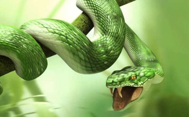 Rêver de serpent vert qui attaque