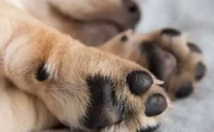 50 significations de rêver de chien qu'il faut absolument connaitre :