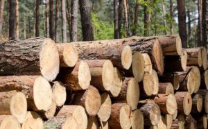 Pourquoi rêver de bois ?