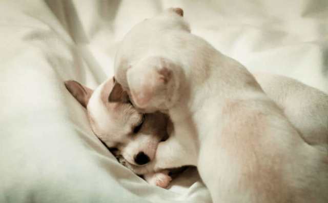 La signification de rêver de bébés chien :