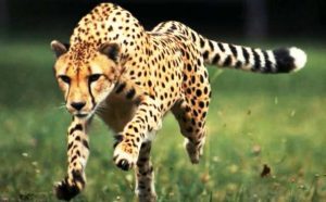 Pourquoi rêver d'une attaque d'animal sauvage ?