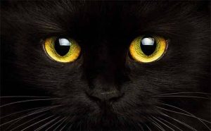 Pourquoi rêver d'être observé par un animal ?
