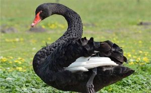 Pourquoi rêver d'une oie noire ?