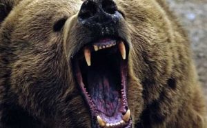 Pourquoi rêver d'une attaque d'ours ?