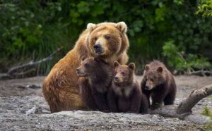 Pourquoi rêver d'ours ?