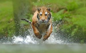 Pourquoi rêver d'un tigre qui vous poursuit ?