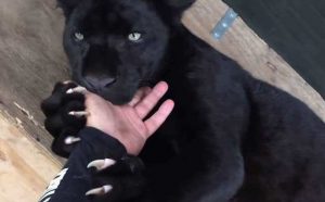 Pourquoi rêver de caresser une panthère noire ?
