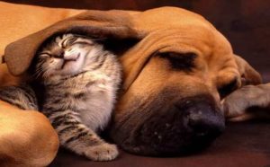 Pourquoi rêver de chien qui mange un chat ?