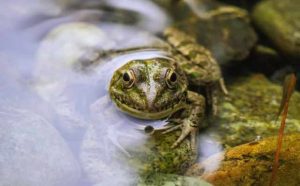 Pourquoi rêver de grenouille dans l'eau ?