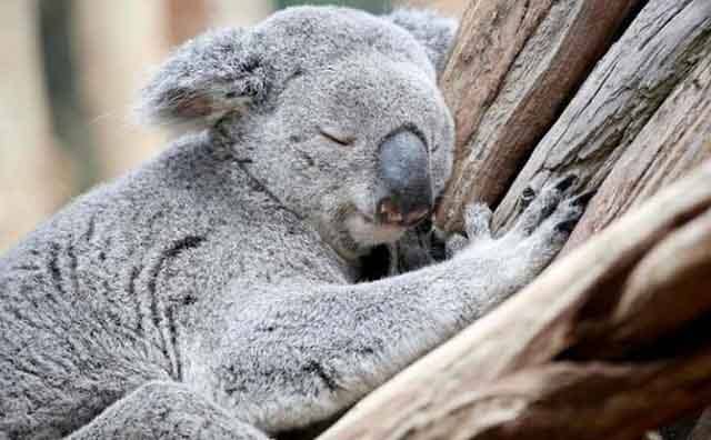 Pourquoi rêver de koala ?