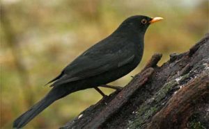 Pourquoi rêver de merle noir ?