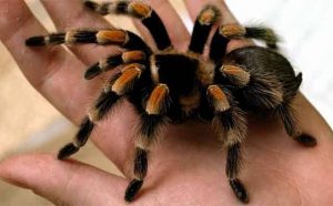 Pourquoi rêver de morsure d'araignée ?