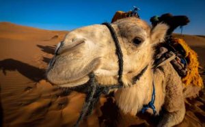Pourquoi rêver de nourrir un dromadaire ?