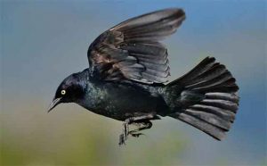 Pourquoi rêver d'oiseau noir ?