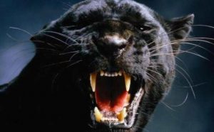 Pourquoi rêver de panthère noire qui attaque ?