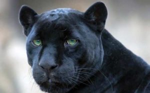 Pourquoi rêver de panthère noire ?