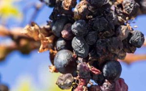 Pourquoi rêver de raisins pourris ?