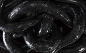 Pourquoi rêver d'un serpent noir dans l'obscurité ?