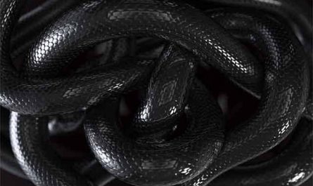 Pourquoi rêver d'un serpent noir dans l'obscurité ?