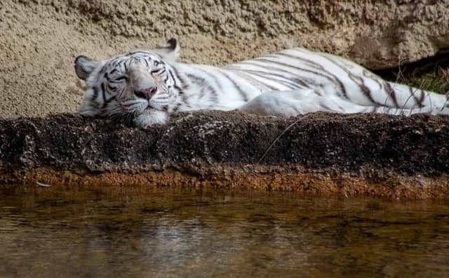 Pourquoi rêver d'un tigre blanc gentil ?