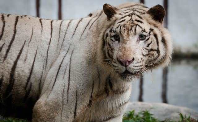 La signification du rêve d'être poursuivi par un tigre blanc : 