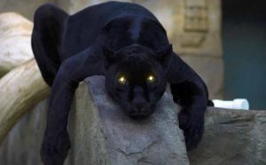 Pourquoi rêver de tuer une panthère noire ?