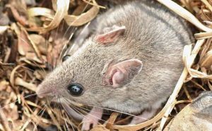 Pourquoi rêver de tuer une souris ?