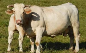 Pourquoi rêver de vache blanche ?