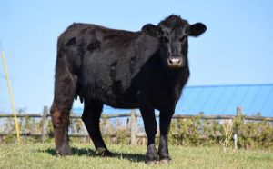 Pourquoi rêver de vache noire ?