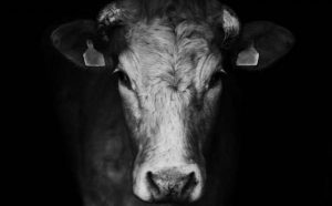 Pourquoi rêver d'une attaque de vache ?