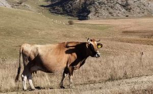 Pourquoi rêver de vaches ?