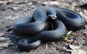 Pourquoi rêver de vipère noire ?