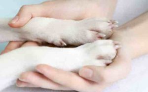 Pourquoi rêver d'animaux morts ?