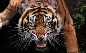 Pourquoi rêver d'attaque de tigre ?