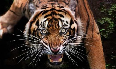 Pourquoi rêver d'attaque de tigre ?