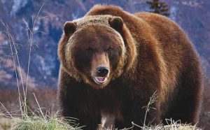 Pourquoi rêver d'un ours géant ?