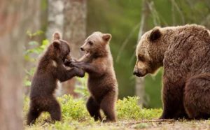 Pourquoi rêver de combattre un ours ?
